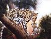 Leopard in Tree with Cub