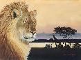 Lion Silhouette