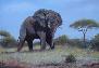 Elephant Standing Alone