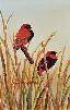 Red Bishop