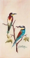 European Bee-eater