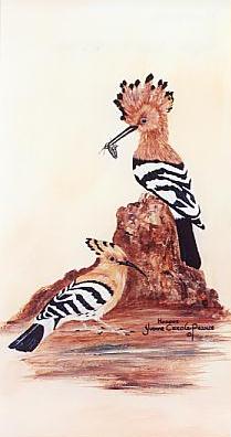 Hoopoe