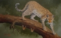Leopard & Butterflies