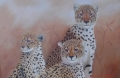 Cheetah on Lookout