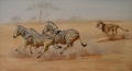 Lion with Zebras