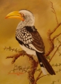 Hornbill