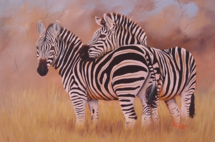 Zebra Resting