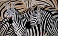 Zebras